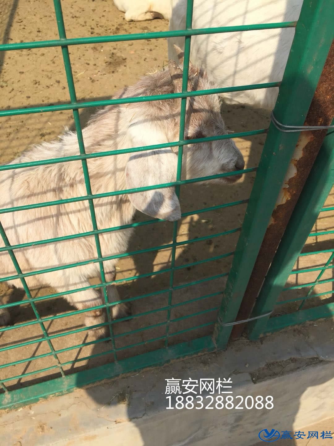 動物園圍欄網