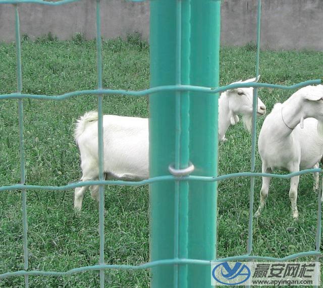 養羊圍欄網 養殖圍欄網1